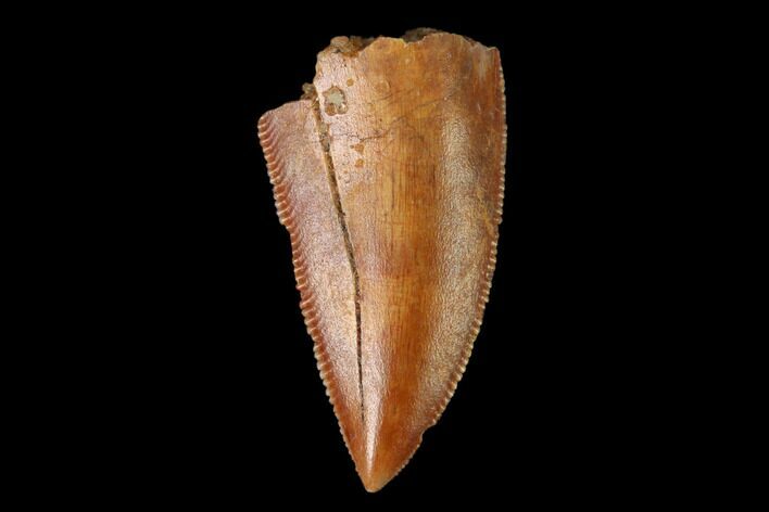 Serrated, Raptor Tooth - Real Dinosaur Tooth #158979